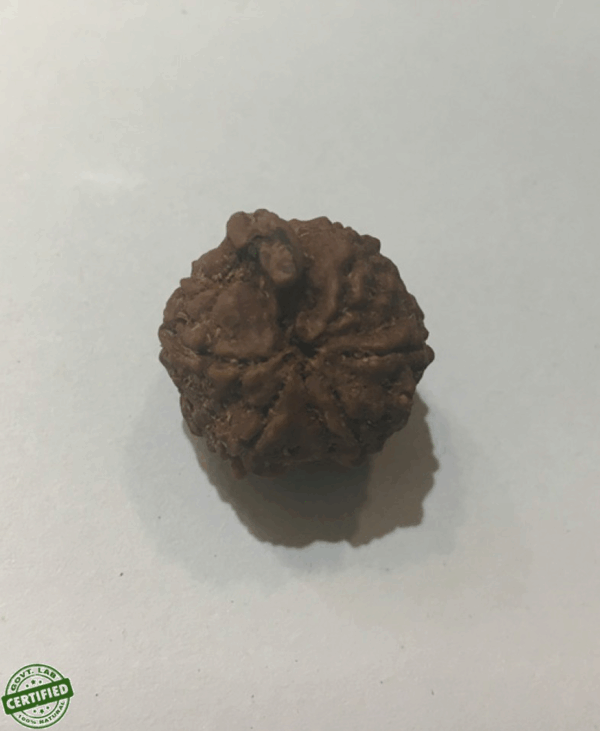 5 Mukhi Ganesh - Weight(CT) : 7.54