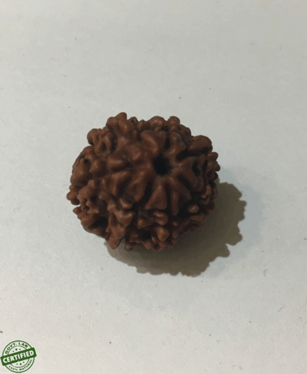 7 Mukhi - Weight(CT) : 8.62